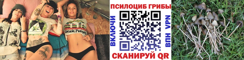 купить наркоту  Елизаветинская  Галлюциногенные грибы Magic Shrooms 